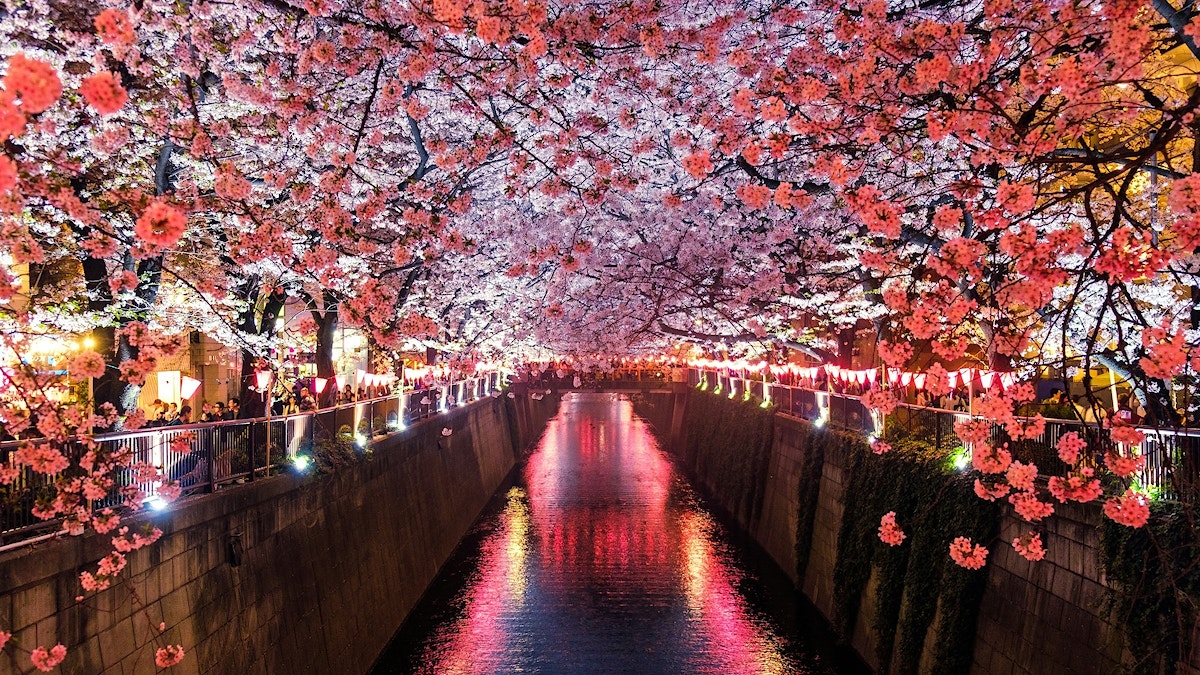 Cherry Blossom Night River