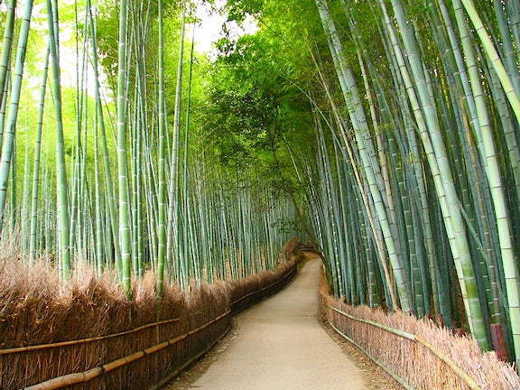 Kyoto Bamboo insidekyoto