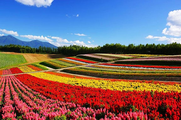 Hokkaido bei furano flowers 5