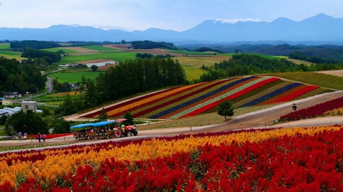 Furano summer nisade