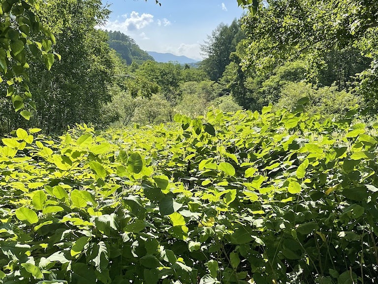Niseko Secluded Land1