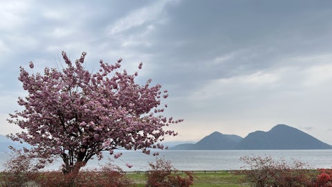 Spring Toya Flowers