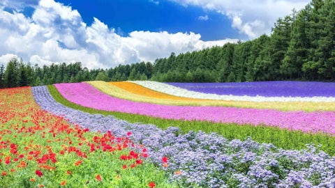 Farm tomita flower garden