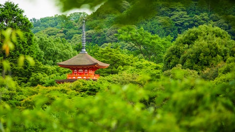 Summer kiyomizudera temple kyoto japan 832